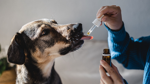 Cannabis for Pets: Exploring the Benefits, Safety, and Positive Potential of CBD and THC for Your Furry Friends