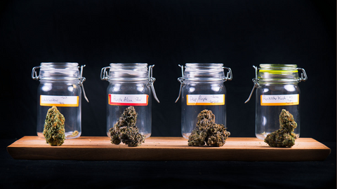 Exploring the Diversity of Cannabis Strains: A Deep Dive into Sativa, Indica, and Ruderalis